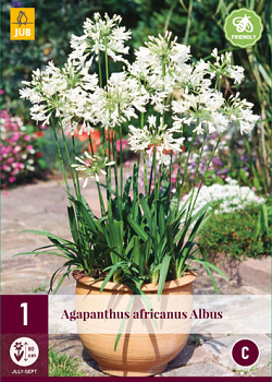 X 1 AGAPANTHUS AFRICANUS ALBUS 1/2