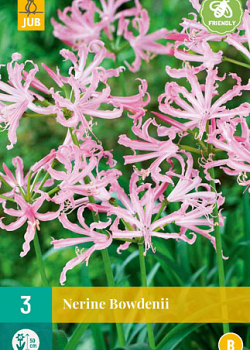 X   3 NERINE BOWDENII 12/14