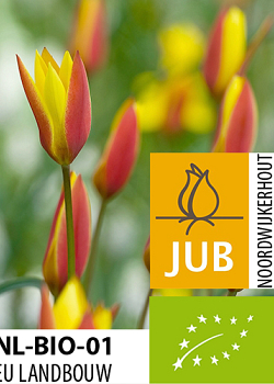 X 100 BIO TULIPA CLUSIANA VAR. CHRYSANTHA 5/+
