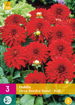 X 3 DAHLIA DECO BORDER ROOD I