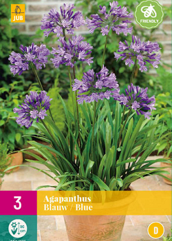 X 3 AGAPANTHUS BLAUW 1/2