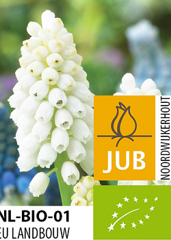 X 100 BIO MUSCARI WHITE MAGIC 6/7