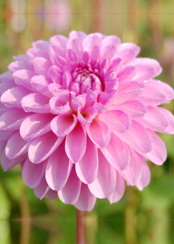 X 10 DAHLIA STOLZE VON BERLIN I