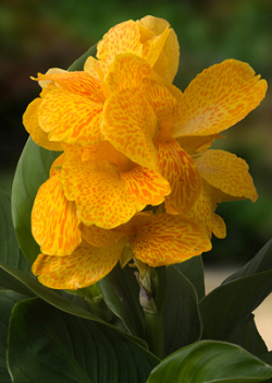 X 25 CANNA HAPPY EMILY I
