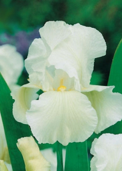 X 25 IRIS GERMANICA WHITE KNIGHT I