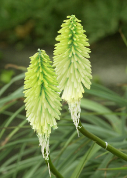 X 25 TRITOMA (KNIPHOFIA) ICE QUEEN I