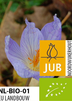 X 100 BIO CROCUS SP. SATIVUS 7/+