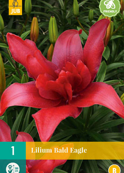 X 1 LILIUM BALD EAGLE 16/18