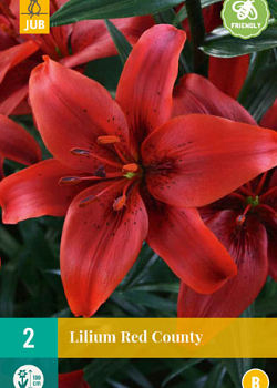 X 2 LILIUM RED COUNTY 14/16