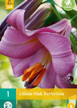 X 1 LILIUM PINK PERFECTION 16/18