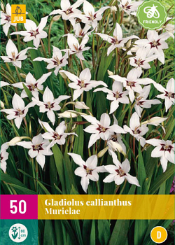 X 50 GLADIOLUS CALLIANTHUS MURIELAE 6/8
