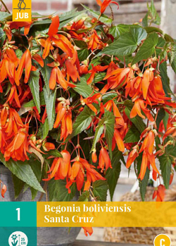 X 1 BEGONIA BOLIVIENSIS SANTA CRUZ 18/20