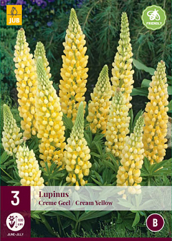 X 3 LUPINUS CREME-GEEL I