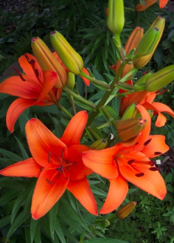 X   50 LILIUM AZIATISCH ORANJE 16/18