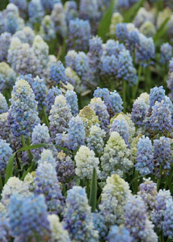 X 100 MUSCARI ARMENIACUM NATURE'S BEAUTY 7/8