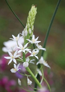 X   50 ORNITHOGALUM SOCHII 12/+