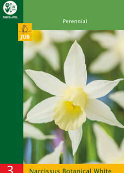 X   3 NARCISSUS BOTANICAL WHITE 10/12