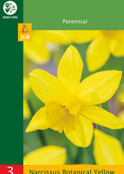 X   3 NARCISSUS BOTANICAL YELLOW 10/12