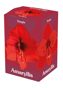 X 1 AMARYLLIS ROOD 28/30