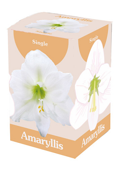 X 1 AMARYLLIS WIT 28/30