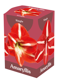 X 1 AMARYLLIS ROOD/WIT 28/30