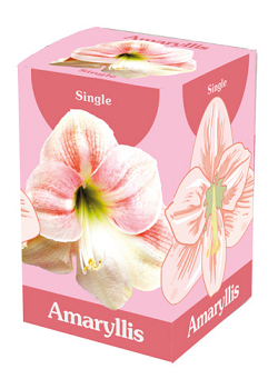 X 1 AMARYLLIS ROZE/WIT 28/30