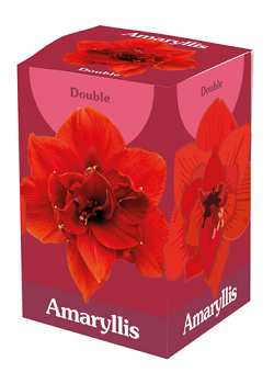 X 1 AMARYLLIS DUBBEL ROOD 28/30