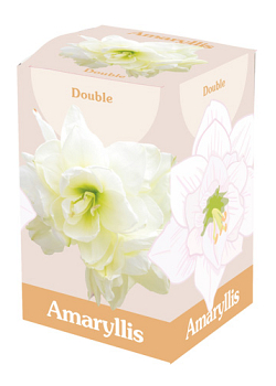 X 1 AMARYLLIS DUBBEL WIT 28/30