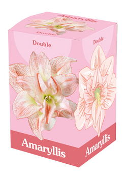 X 1 AMARYLLIS DUBBEL ROZE/WIT 28/30