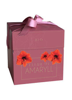 X 1 DOOSJE FLEUR D'AMARYLL RED 28/30