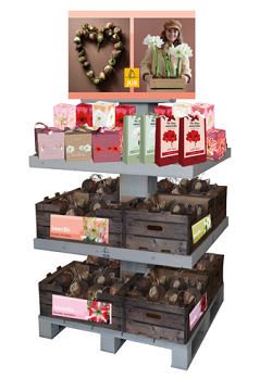 EILAND DISPLAY AMARYLLIS I
