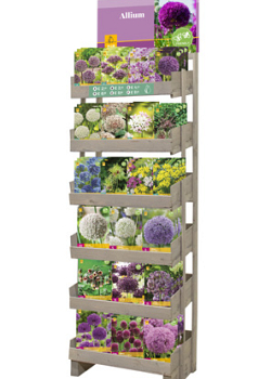 DISPLAY ALLIUM I