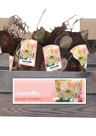 X 30 AMARYLLIS ROZE/WIT INCL. LABEL 32/34