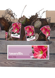 X 30 AMARYLLIS ROZE INCL. LABEL 32/34
