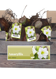X 30 AMARYLLIS WIT INCL. LABEL 32/34