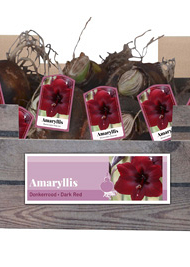 X 30 AMARYLLIS DONKERROOD INCL. LABEL 32/34