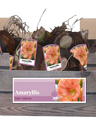 X 30 AMARYLLIS ZALM INCL. LABEL 32/34