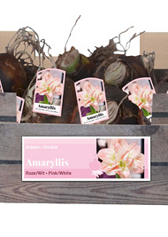 X 30 AMARYLLIS DUBBEL ROZE/WIT INCL. LABEL 32/34