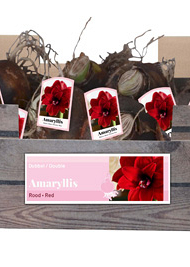 X 30 AMARYLLIS DUBBEL ROOD INCL. LABEL 32/34