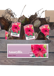 X 20 JUMBO AMARYLLIS ROZE INCL. LABEL 38/40