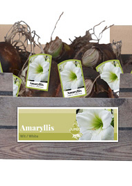 X 20 JUMBO AMARYLLIS WIT INCL. LABEL 38/40