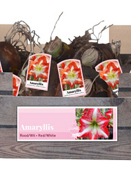 X 20 JUMBO AMARYLLIS ROOD/WIT INCL. LABEL 38/40