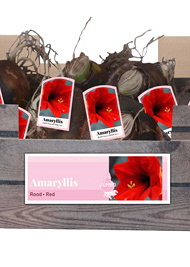X 20 JUMBO AMARYLLIS ROOD INCL. LABEL 38/40