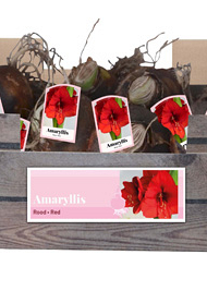 X 30 AMARYLLIS ROOD INCL. LABEL 32/34