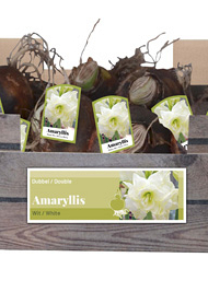 X 30 AMARYLLIS DUBBEL WIT INCL. LABEL 32/34
