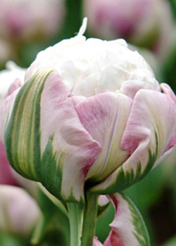 X 100 TULIPA ICE CREAM 11/12