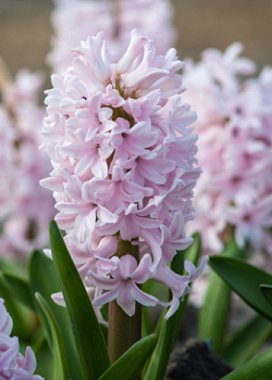 X   50 HYACINTHUS CHINA PINK 15/16