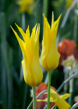 X 100 TULIPA FLASHBACK 11/12