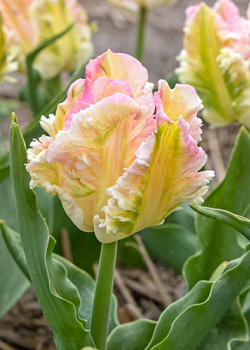 X 100 TULIPA CABANNA 12/+