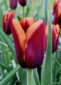 X 100 TULIPA SLAWA 11/12